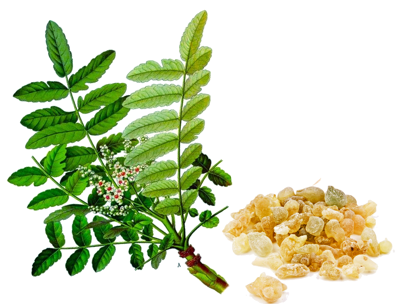 Boswellia